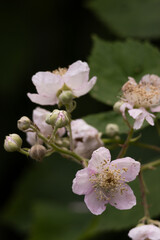 Delicate wild blackberry flowers blooming against dark green leaves