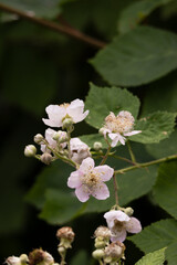 Delicate wild blackberry flowers blooming against dark green leaves