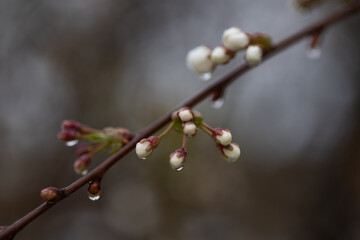 cherry and pear branch with white flowers and leaves on a blue sky background