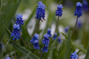 muscari viper onion, mouse hyacinth, primrose