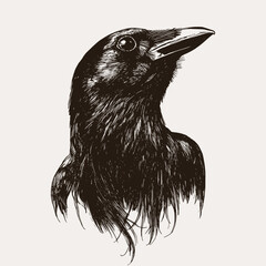 Hand-drawn vintage black and white vector ink drawing of raven or crow head in profile realistic bird illustration with intricate feather textures and hatching technique.