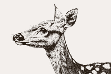 Detailed black and white vector illustration of deer head in profile realistic wildlife illustration with hatching technique. Hand-drawn vintage style animal sketch for nature and wildlife art.