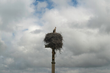 Cigogne blanche, Ciconia ciconia, White Stork, Calvaire, Beuzeville la Bastille, 50, Manche, France