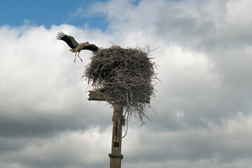 Cigogne blanche, Ciconia ciconia, White Stork, Calvaire, Beuzeville la Bastille, 50, Manche, France