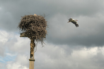 Cigogne blanche, Ciconia ciconia, White Stork, Calvaire, Beuzeville la Bastille, 50, Manche, France