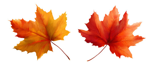 Fototapeta premium Autumn Maple Leaves – Realistic Fall Season Illustration