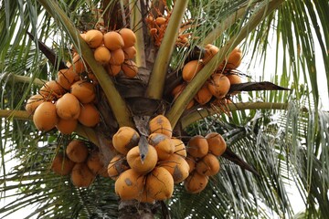 Coconuts growing on palm tree outdoors, low angle view
