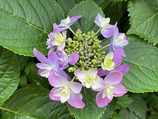 神田川5月：アジサイの花 2025/5/19