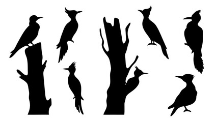 Set of woodpecker silhouette