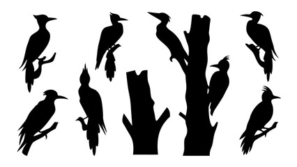 Set of woodpecker silhouette