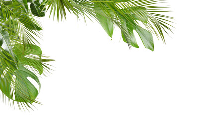 Fototapeta premium Fresh green tropical leaves on white background