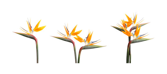 Bird of Paradise tropical flowers on white background, set