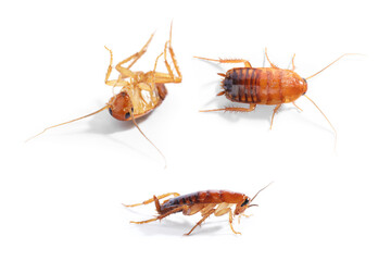 Set of many cockroaches isolated on white
