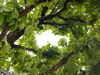 神田川5月：新緑のフレーム（一発撮り） 2025/5/12