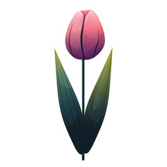Tulip. Delicate flower with gradient shading. Isolated on white background, suitable for spring design, cards, patterns or packaging. Vector.