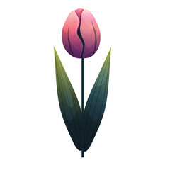 Tulip. Delicate flower with gradient shading. Isolated on white background, suitable for spring design, cards, patterns or packaging. Vector.