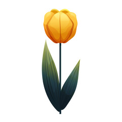Tulip. Delicate flower with gradient shading. Isolated on white background, suitable for spring design, cards, patterns or packaging. Vector.