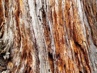 intricate details weathered tree bark, showcasing variety textures and earthy colors. close-up...