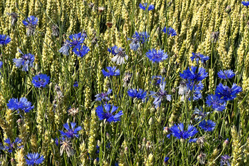 Kornblumen