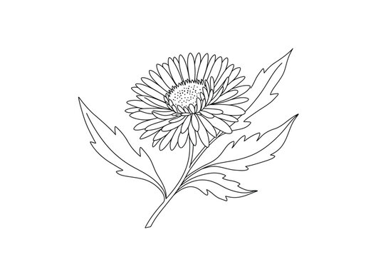 Aster drawing. It is a black and white outline image of an aster flower with numerous thin petals, a textured center, a stem, and detailed leaves, in a sketch style. Vector sketch line art draw.