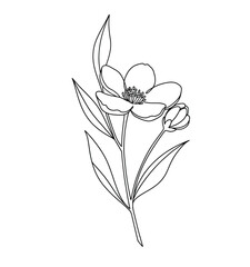 Blooming flower drawing. It is a black and white outline image of a single blooming flower with a detailed center, accompanied by a bud, stem, and several leaves. Vector sketch line art draw.