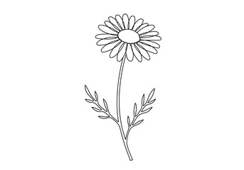Chamomile flower drawing. A black and white outline image of a single chamomile flower, a daisy, with petals, a central disk, a slender stem, and delicate leaves. Vector sketch line art draw.