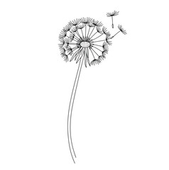 Dandelion drawing. It is a black and white outline image of a dandelion gone to seed, with fluffy seed heads and a few individual seeds blowing away, on a slender stem. Vector sketch line art draw.