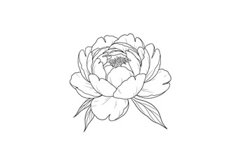 Peony drawing. It is a black and white outline image of a single peony flower, its full, layered petals and two distinct leaves extending from its base. Vector sketch line art draw.