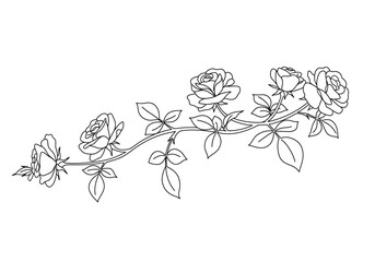 Rose vine drawing. It is a black and white outline image of a winding rose vine, featuring multiple blooming roses, buds, leaves, and thorns along its length. Vector sketch line art draw.