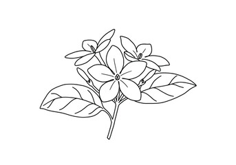 Sampaguita drawing. It is a black and white outline image featuring a cluster of sampaguita flowers, also known as Arabian jasmine, with multiple small blooms, buds. Vector sketch line art draw.