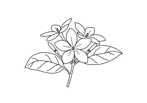 Sampaguita drawing. It is a black and white outline image featuring a cluster of sampaguita flowers, also known as Arabian jasmine, with multiple small blooms, buds. Vector sketch line art draw.