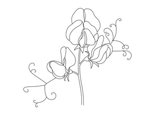 Sweet pea flower drawing. A black and white outline image of a sweet pea flower cluster, featuring multiple distinctive winged petals, buds, delicate tendrils on a stem. Vector sketch line art draw.