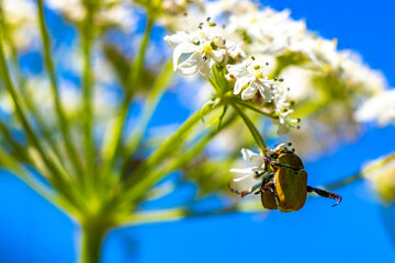 Many brown beetles beetle insect insects on flower Tyrol Austria.