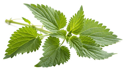Herbal medicine plant Urtica dioica or Common nettle, stinging nettle isolated on white or transparent background