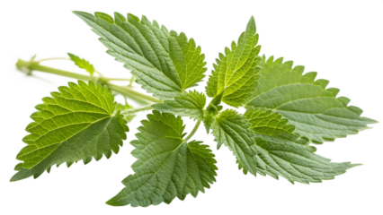Herbal medicine plant Urtica dioica or Common nettle, stinging nettle isolated on white or transparent background