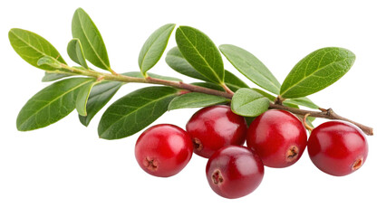 Obraz premium Herbal medicine plant Vaccinium macrocarpon or Cranberry on white or transparent background