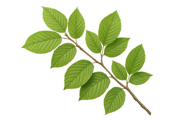 Green leaves flourishing on branch, translucent backdrop enabling effortless graphic design integration