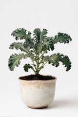 A small, leafy ornamental plant with gray-green, frilly leaves, potted in a speckled, off-white ceramic bowl, set against a bright white background