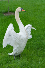 A white swan walks on the green grass with its wings spread