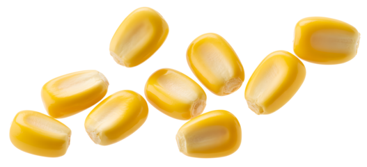 Close-up of corn kernels on a dark background