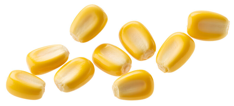 Close-up of corn kernels on a dark background