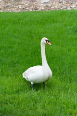 White swan walks on green grass