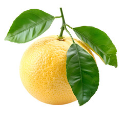 Ripe Grapefruit with Green Leaves on Black Background,