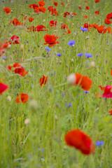 field of poppies