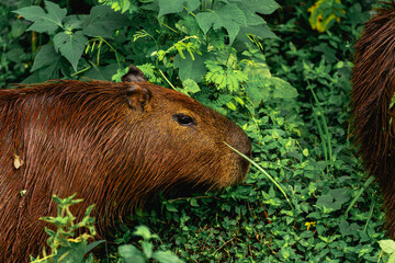 Capibara's grazing in the Horto Florestal Park in São Paulo, Brazil