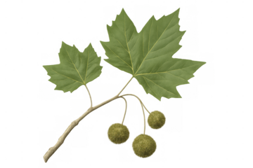 Sycamore branch with green leaves and seed pods isolated on transparent background, ideal for nature-themed projects