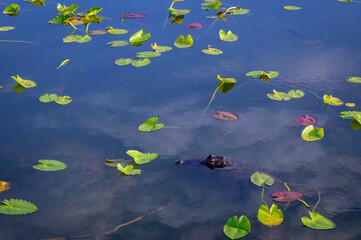 American alligator (Alligator mississippiensis) in water and lilly plants, Everglades national park, Florida, United States.