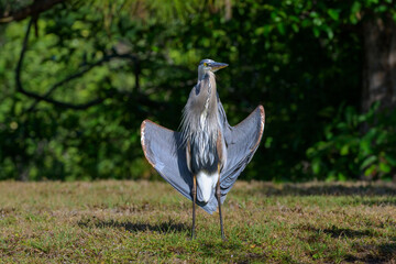 Great blue heron (Ardea herodias) standing with wings open to the sun, Wakodahatchee wetland, Florida, United states.