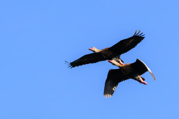 Black-bellied Whistling-Duck (Dendrocygna autumnalis) flying, Venice rookery, Florida, USA
