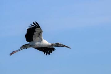 Wood Stork (Mycteria americana) flying against blue sky, Wakodahatchee wetland, Florida, United States.